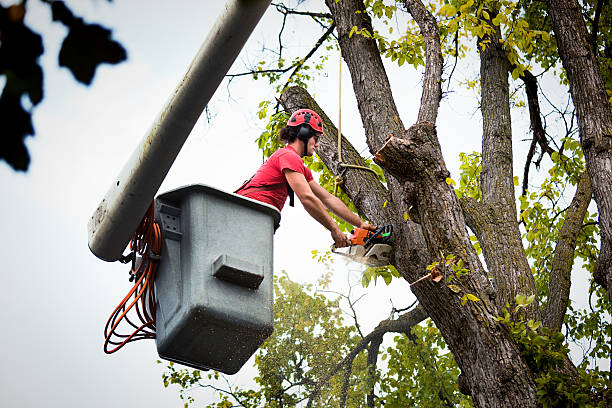 Best Utility Line Clearance  in La Huerta, NM